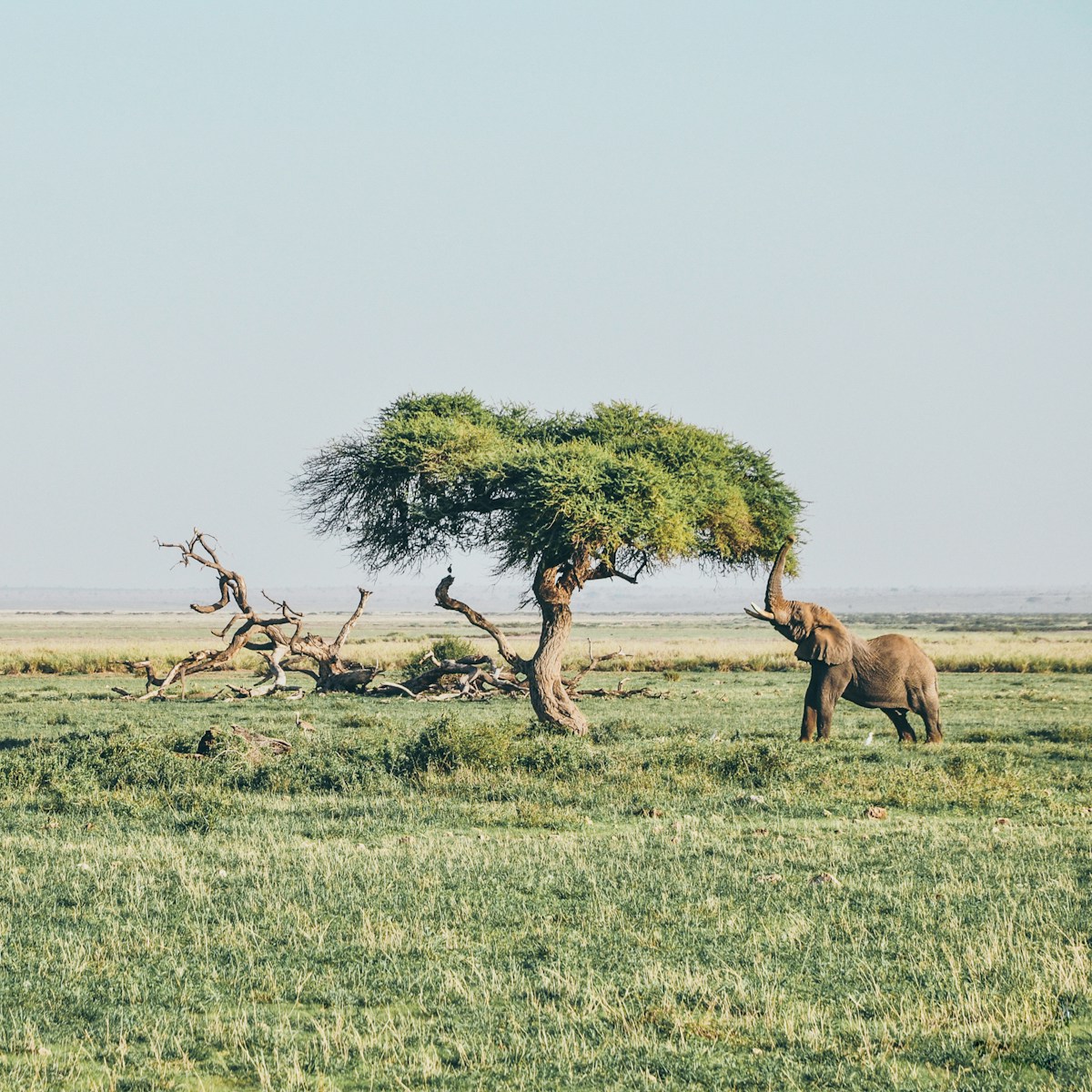 Day 5: LAKE NAIVASHA- AMBOSELI NATIONAL PARK​