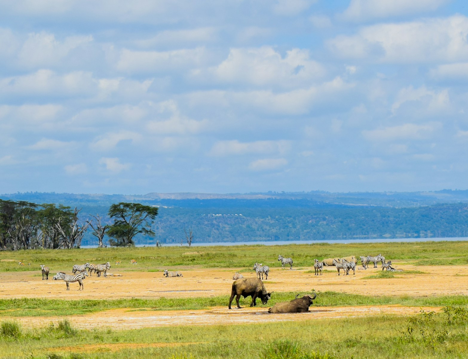 Day 3: MAASAI MARA/LAKE NAKURU