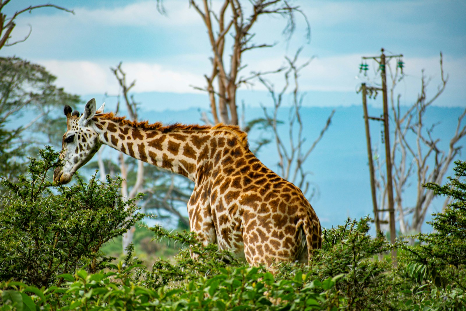 Day 4: LAKE NAKURU-LAKE NAIVASHA