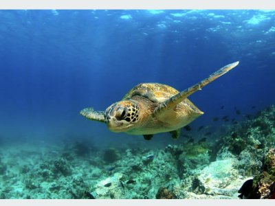 galapagos island sea turtle