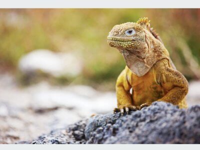 galapagos island lizard