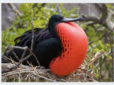 galapagos island bird