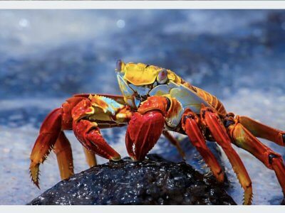 galapagos island crab