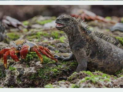 galapagos island animal