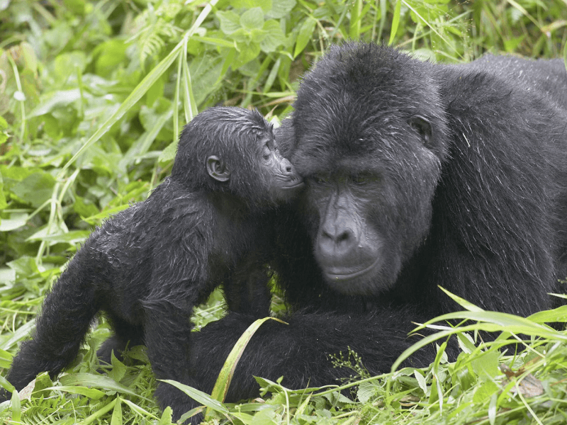 uganda chimp with baby