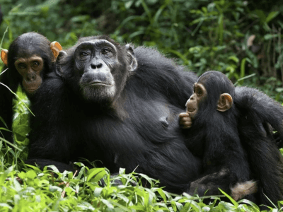 chimps Uganda