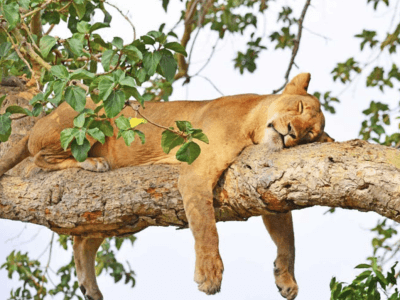 lions Uganda