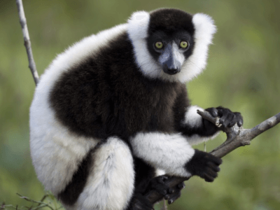 animal in Madagascar