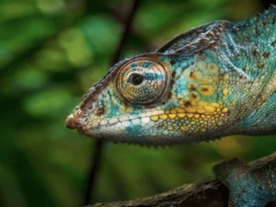 lizard in Madagascar