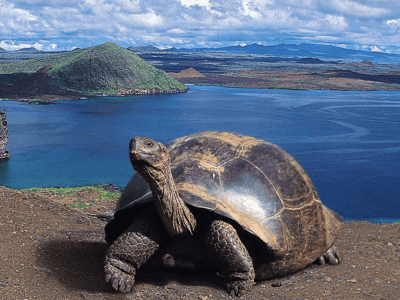 galapagos island big turtle