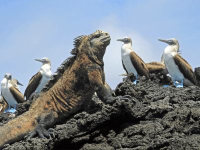 galapagos island lizard