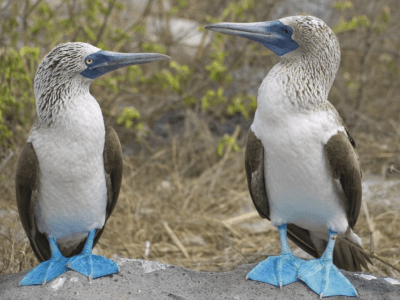 galapagos island birds