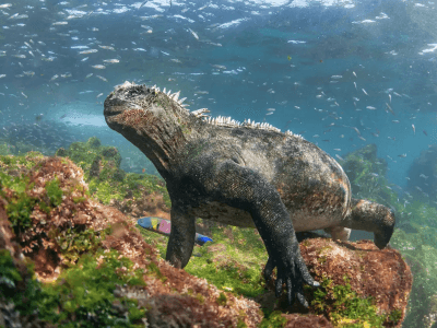 Galapagos island sea lions