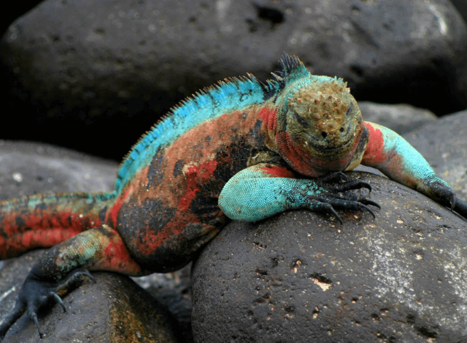 Galapagos island lizard