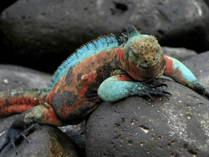 Galapagos island lizard